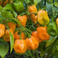 CAPSICUM HABANERO VERY HOT PEPPER   10 SEEDS VEGETABLES